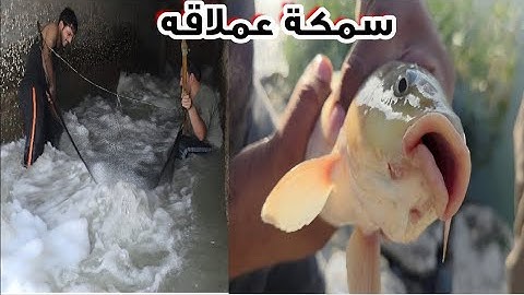 احلى كشته طبخ الخضيري+اغرب طرق صيد السمك الكطان والسمتي