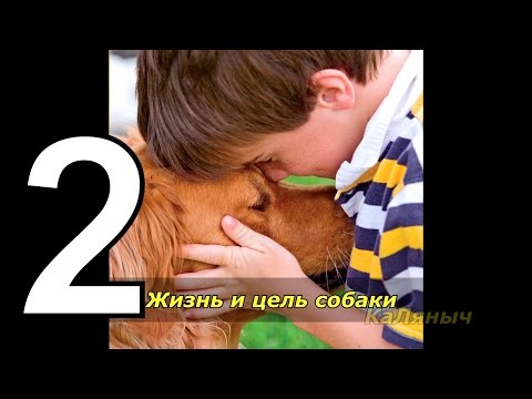 Жизнь и цель собаки | Брюс Кэмерон 2 из 7