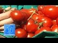Tomaten anbauen  tipps fr den anbau von tomaten im garten  tooltown garten tipp