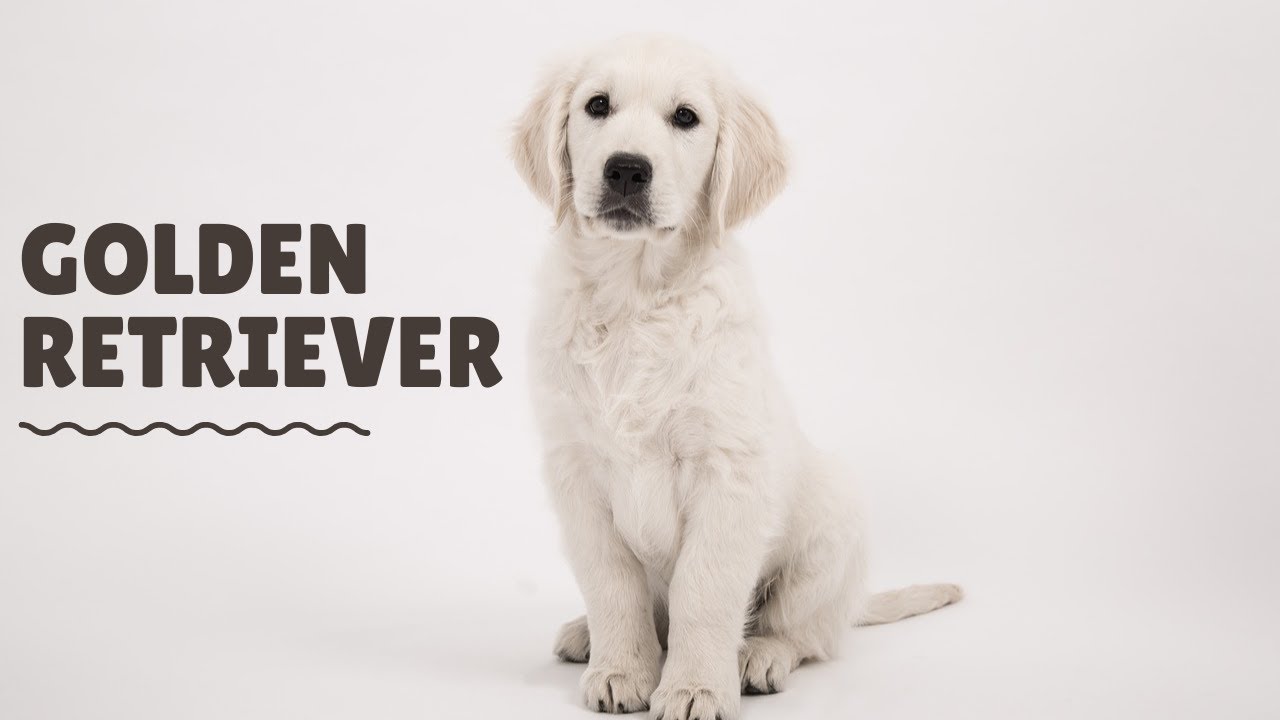 The best way to care for a Golden Retriever 