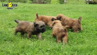 Soft Coated Wheaten Terrier Puppies