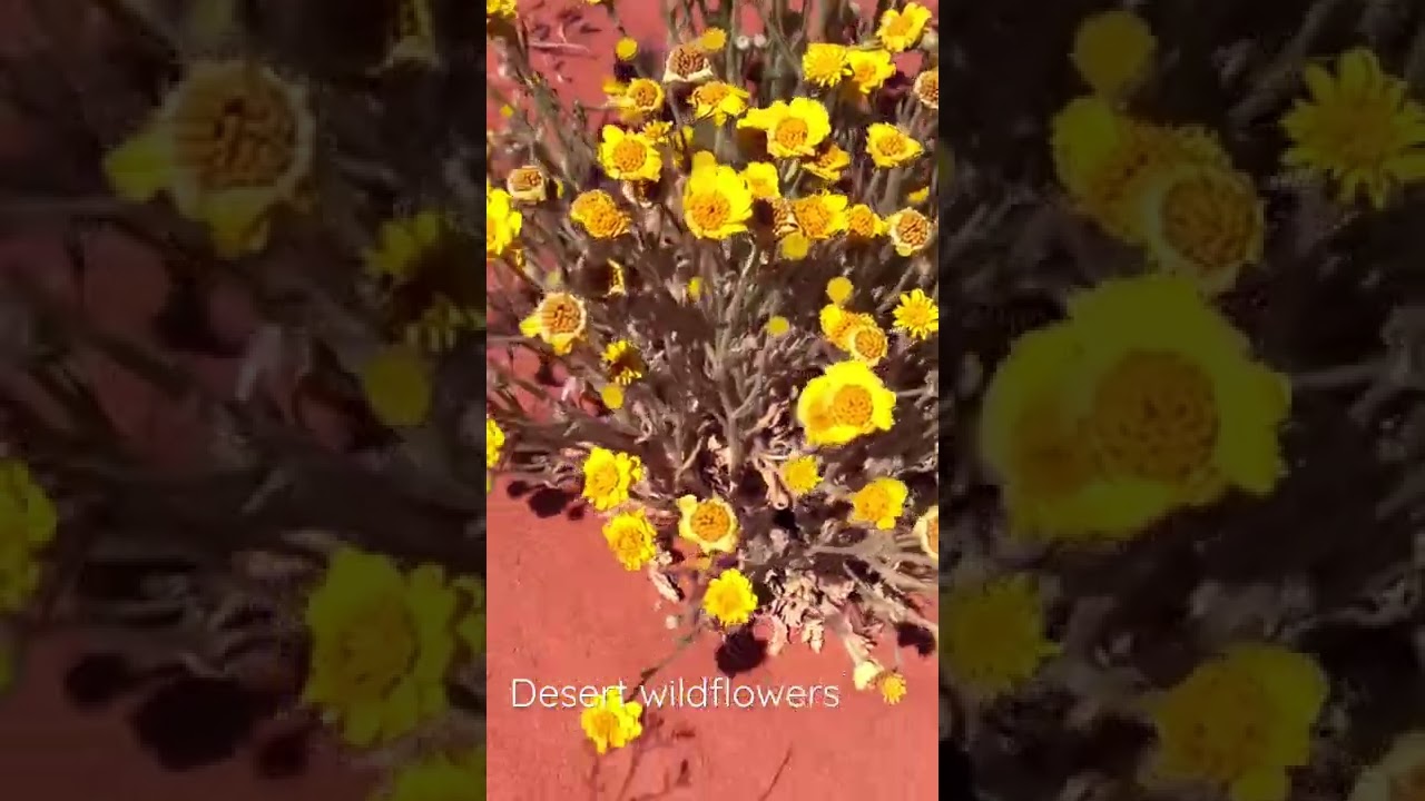 Desert wildflower 