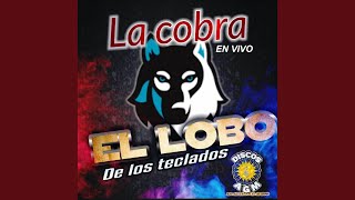 Miniatura de vídeo de "El Lobo De Los Teclados - La Cobra"