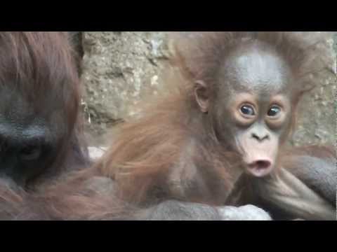 funny-face-of-baby-orangutan.オランウータンの赤ちゃんの変顔。