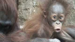 Funny Face Of Baby Orangutan オランウータンの赤ちゃんの変顔 Youtube