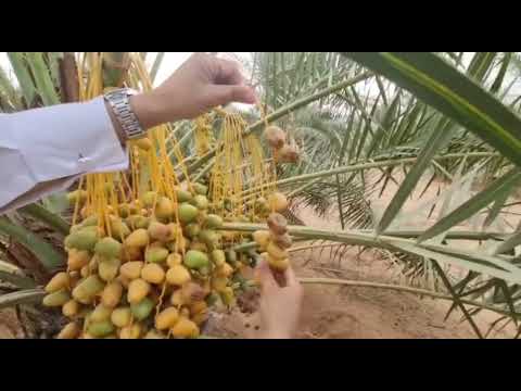 أهمية سرعة قطف ثمار النخيل