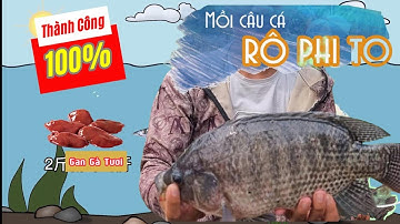 Cách làm mồi câu cá rô phi cắn như điên