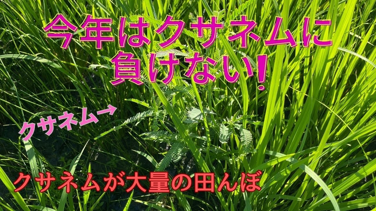 厄介な草クサネム!水際の達人で処理 自然農法 - YouTube