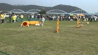 20111010兵庫ｵｰﾙドッグトレーナーズクラブ　ビギナー２　ジョリ