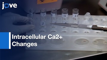 Measuring Intracellular Ca2+ Changes In Human Sperm By Four Techniques l Protocol Preview