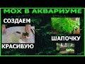 КРАСИВЫЙ МОХ В АКВАРИУМЕ С КРЕВЕТКАМИ ДЕЛАЕМ ШАПОЧКУ ИЗ МХА