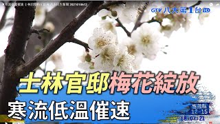 ▼寒流低溫催速 士林官邸梅花綻放 八大民生新聞 2021010612
