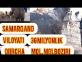 SAMARQAND VILOYATI SELISKI QIIRCHA MOL BOZORI 36MILONLIK MOL