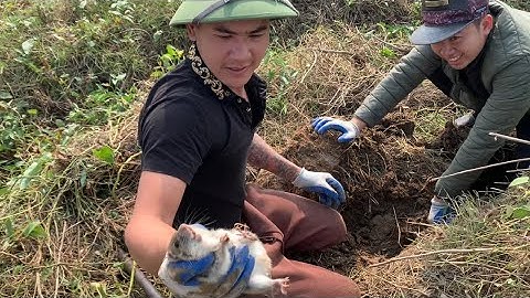 Ổ Chuột Đồng Cuối Vụ Vẫn Béo Múp Và Pha Thui Rơm Vàng óng #nhatminhvlog #chuộtđồng