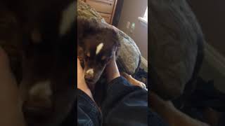 Petting my dog with my feet while he’s licking them