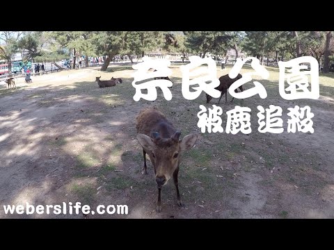 日本奈良｜奈良公園｜東大寺｜交通路線｜美食推薦｜一日遊