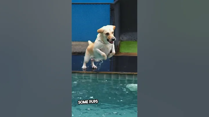 Watch the video about Cute Dogs and Cats Reacting to Their First Bath – Funny and Adorable Moments #petlover #pets