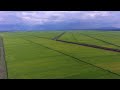 Mwea irrigation scheme