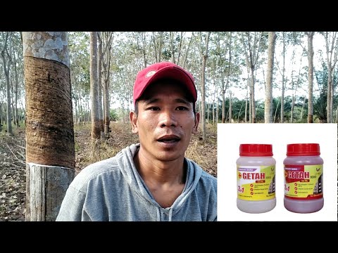 BOLEH KAH MENGGUNAKAN OBAT PERANGSANG GETAH??