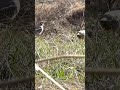 PartridgeTV (8 short) Partridge Keklik Kew الحجل  鹧鸪 Rebhuhn куропатка Perdiz Chukar