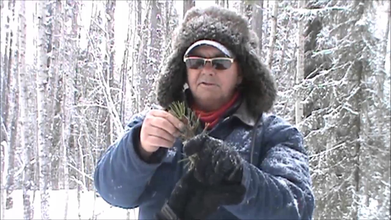Alberta's Boreal Forest, Survival Quest YouTube