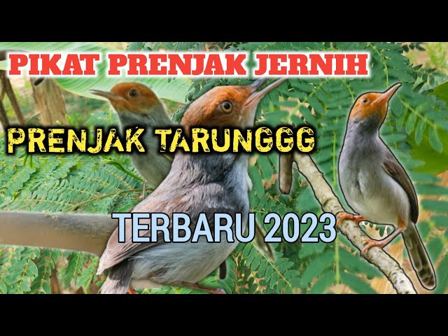 Suara pikat prenjak kepala merah terbaru 2023, suara jernih agar burung cepet ngumpul class=