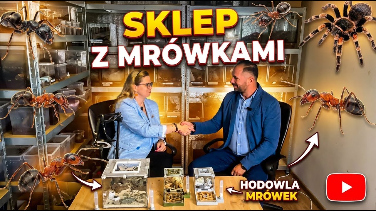 Klonik.pl u MrówSon - Sklep z Mrówkami : Poznaj świat formikariów i historię, która za nimi stoi.