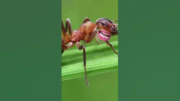 ¿Las hormigas beben sangre?