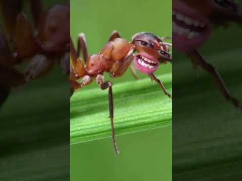 Video: ¿Los tontos comen hormigas?