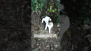 Kotka Pica idzie leżeć 🤍😹 #cat #kot #kotek #kotki #funny #shorts #viralvideo #animals #viral