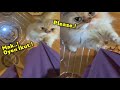 LUCU BANGET.! Pengin Ikut Ke Pasar, Kucing Oren Bar-bar Tarik Daster Emak  ~ Kucing Oren Lucu