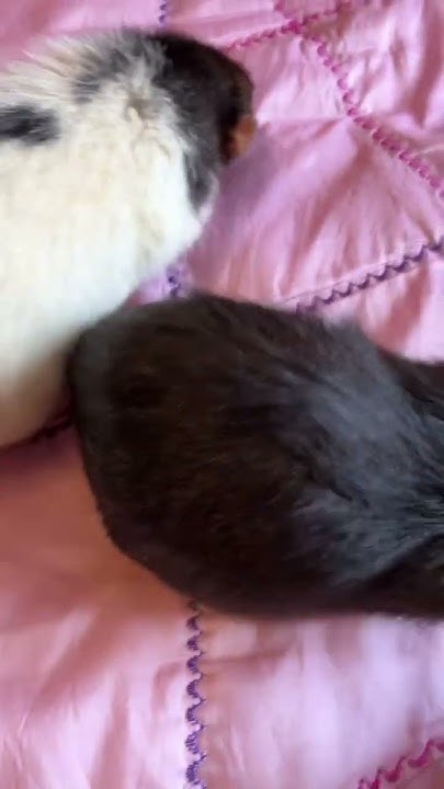 Можно ли мыть крыс?! #animal #животные #rat #крысы - YouTube
