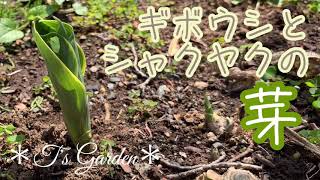 《ギボウシとシャクヤクの芽》ガーデニング＊花いっぱいの庭づくり《T's Garden》#4K