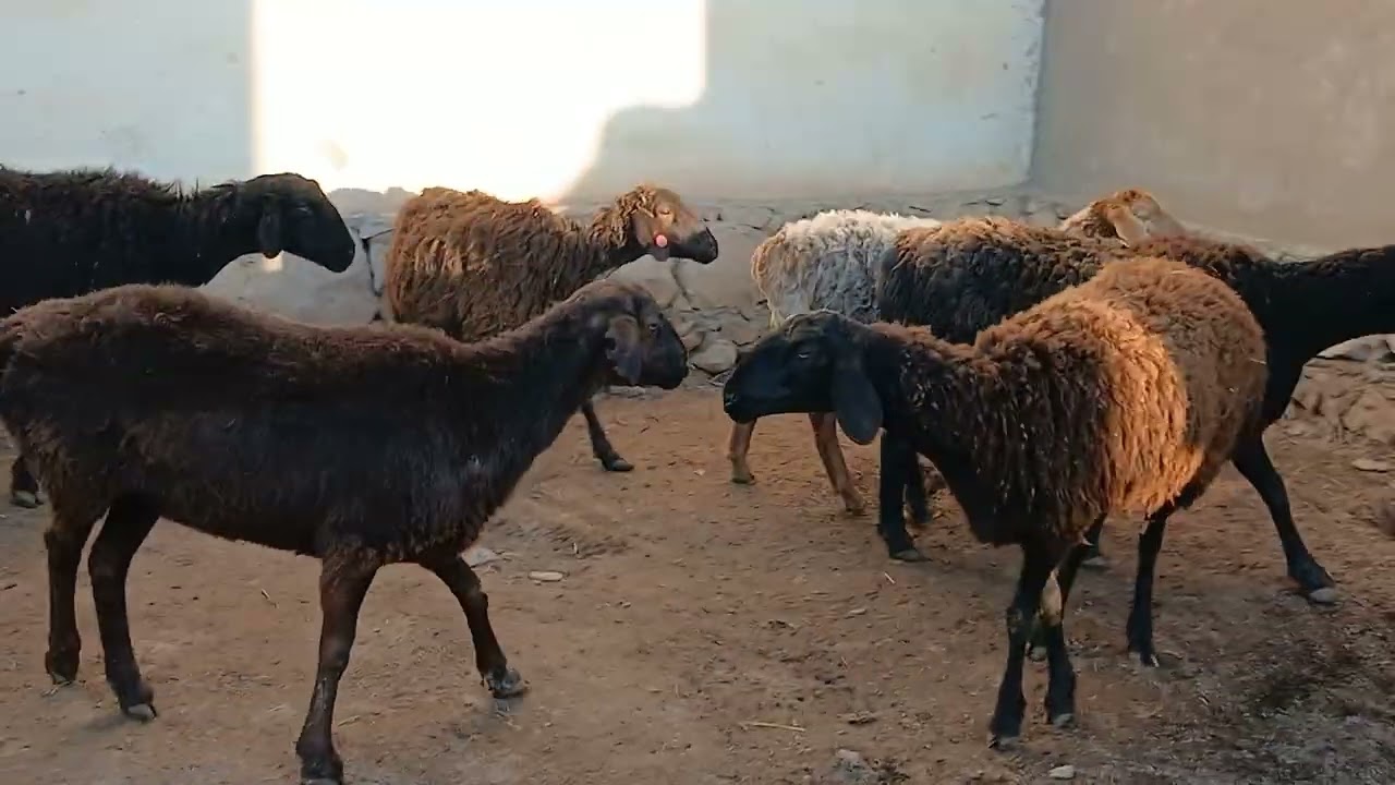 14 сар гусфандои бугузи арзонак тел 901085141