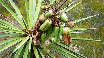 Mojave Yucca, Yucca schidigera, San Diego, California