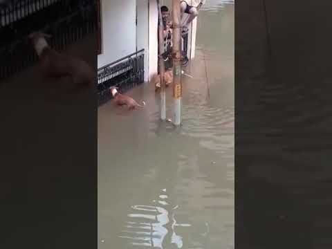 Crocodiles on roads in Vadodara during flood
