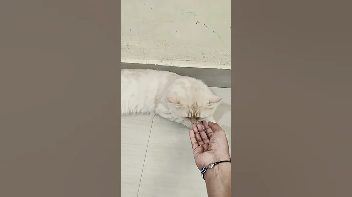 Watch the video about My Monu #persian #catvideos #kitten #trending #banglore #electronicity #ytshorts #funny