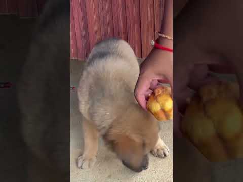 #dog #funny #goldenretreiver #puppy #pets #cute #dogshorts #amazing #animals #cutedog #dogs #shorts thumbnail