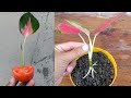 Use tomato to grow plants from cuttings  how to grow and care aglaonema plant