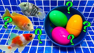 Surprise Eggs | Neon Tetra, Goldfish, Frog, Parrot fish surprise