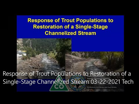 Response of Trout Populations to Restoration of a Single-Stage Channelized Stream