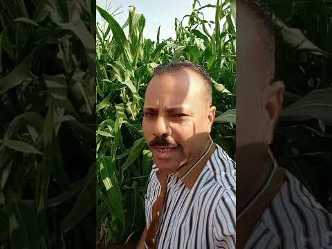 اجدد نكته مضحكة مصريه جامده نكته القاضي ههههههههههه