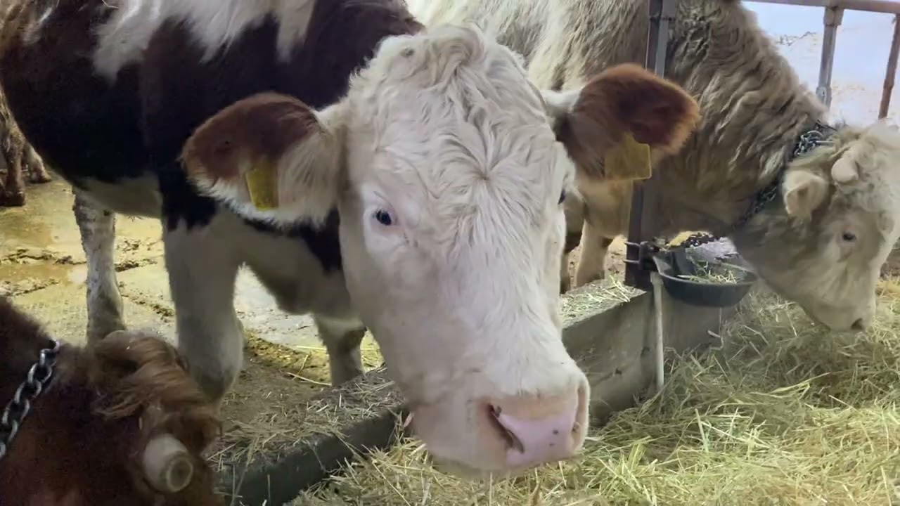 AİLE İŞLETMESİNDE AKŞAM RUTİNİ 🧑‍🧑‍🧒‍🧒 🐮