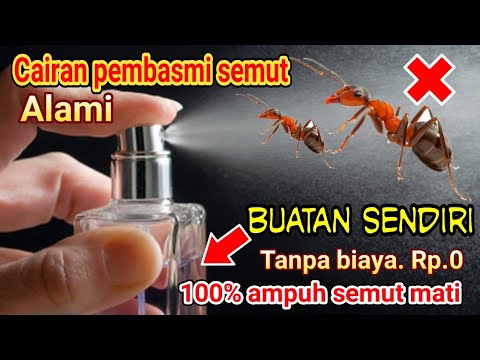 Video: Mengendalikan Semut Di Halaman - Tips Membunuh Semut Di Halaman Anda