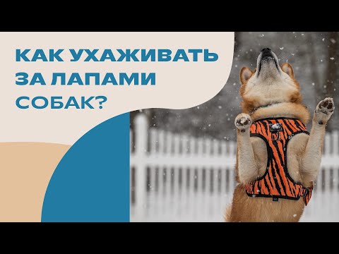 Как ухаживать за лапами собаки? Рассказываем про мытье, стрижку, воск для лап