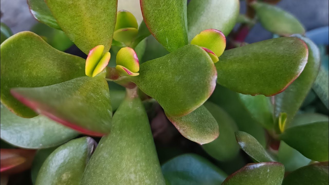 Sukulent türü crassula ovata (para bitkisi) nasıl budanır? Dikim ve çoğaltımı #succulent #crassula