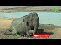 This elephant was Injured and was drowning, but people came to the rescue at once!