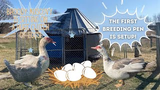 Setting Up Our Muscovy Breeding Pens! (Muscovy Duck House)