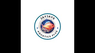 Aquarium Filtration Tips