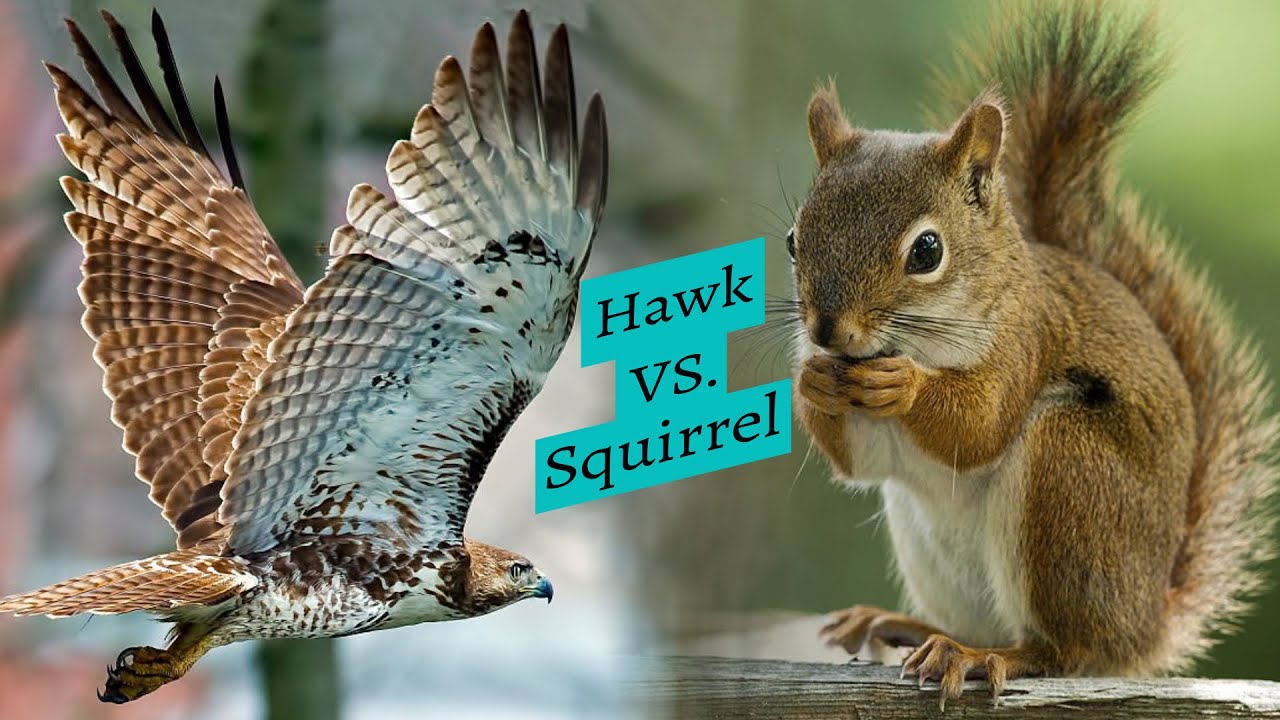 RedTailed Hawk Stalks and Catches a Squirrel YouTube